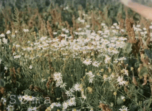 Meadow Field GIF - Meadow Field Woman - Discover & Share GIFs
