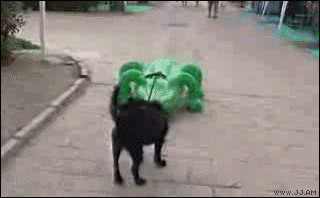 Are These The 43 Funniest GIFs Of All Time?