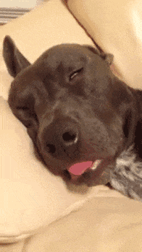 Dog Time GIF