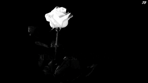 Black-hearted | kth | Aesthetic gif, Flowers gif, Gif