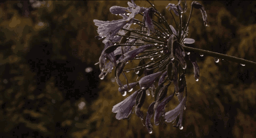Inspire - Elham | Autumn nature, Dark flowers, Nature gif