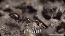 hello-ant