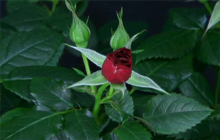 GIF of a red rose unfurling