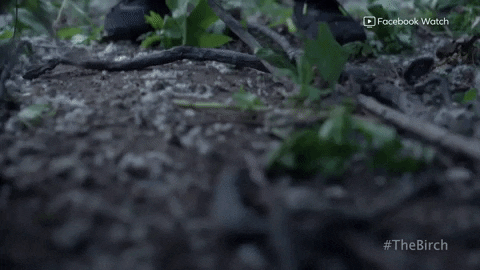 GIF of vines growing