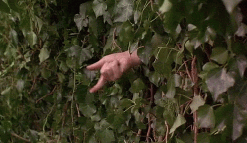 GIF of a hand beckoning through a hedge