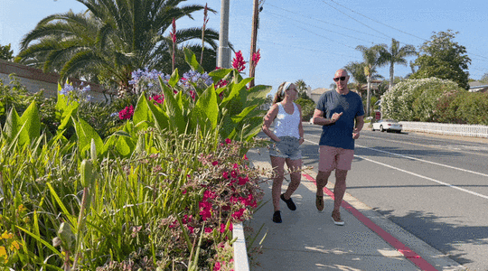 The Zooks daily walk