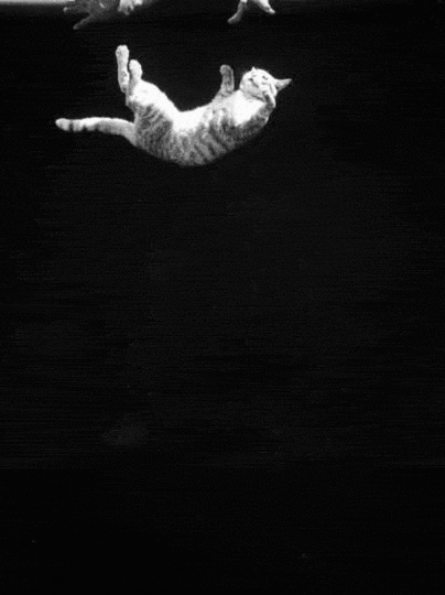 How the "Falling Cat" Phenomenon Helped NASA Prepare Astronauts for Zero Gravity From the 1960s ~ Vintage Everyday
