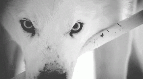 Wolf Eyes GIF - Wolf Eyes Intense - Discover & Share GIFs | Wolf dog, White wolf, Wolf eyes