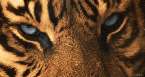 Tiger Tigerface GIF - Tiger Tigerface - Discover & Share GIFs | Scary animals, Tiger, Animal planet