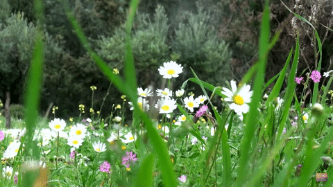 Nature cinemagraphs and gifs