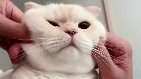 soonmoo_cat #soonmoo #cat #kitten #kitty #mygifs #mine | Cute cat gif, Cute cats, Cute animals