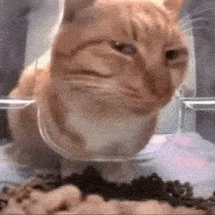 Cat Cats GIF - Cat Cats Cat Meme GIFs