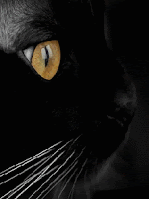 Panzer says, It sounds good to me.
