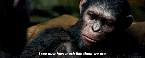 Apes like humans