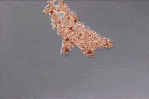 A Case Study in No-Code Failure