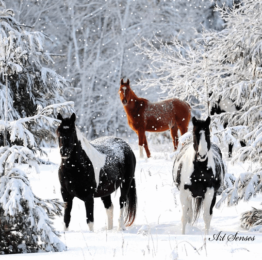 This may contain: three horses are standing in the snow near some trees and pine branches, with one horse looking at the camera