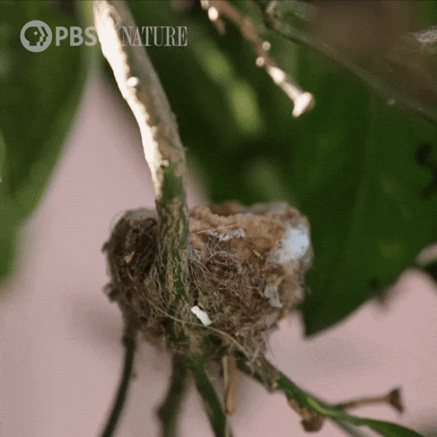 Hummingbird in its nest