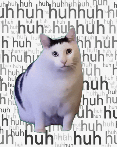 Confused cat GIF