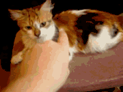 cat biting gif