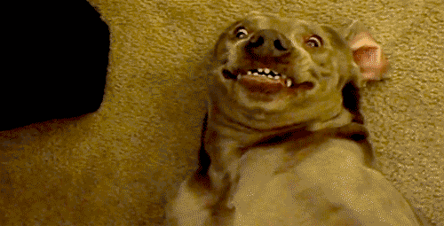 New trending GIF tagged funny animals dog via… | Trending Gifs