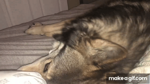 Grabbing A Wolf By The Face