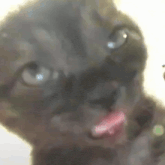 a close up of a cat with its tongue out .