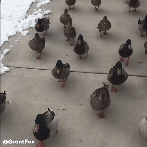 Duck parade GIF
