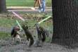 squrls with lite sabers