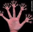 Imagine having a hand like this!