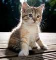 An adorable Kitten!!!!