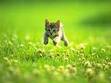 An adorable Kitten!!!!