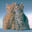 An adorable Kitten!!!!