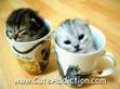 Two adorable Kittens!!!!