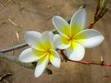 Pretty Yellow Flowers!