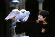 Harry's awesome owl, Hedwig!!! YAY!! Poor Hedwig...
