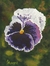 Pansy
