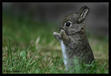 An adorable amazingly  cute bunny