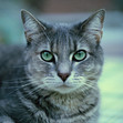This looks exactly like my cat but its not