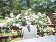 Here are white roses on our deck. We have several different colors of roses.