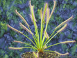 <i>Drosera capensis</i> at its finest, this is a pretty variant labled 'alba.'