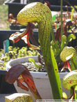 <i>Darlingtonia Californica</i> in mid summer. I like the windows glowing in the afternoon sun...