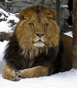 I love aslan he is an awesome lion.