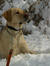 Charley in the snow