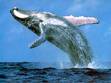                            Fun of the whale!
❤.❤.❤.❤.❤.❤.❤.❤.❤.❤.❤.❤.❤.❤.❤.❤.❤.❤.❤.❤.❤.❤