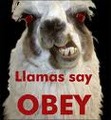 Llamas say..OBEY