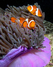 Marlin and Nemo look awesome in real life!