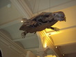 Its a flying turtle
