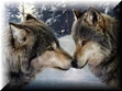 Its two wolves