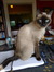Nico the cat