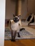Nico the cat (by Anne Fishbein)